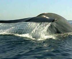 Baleine 010001 1