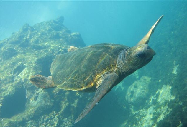 Caretta 1