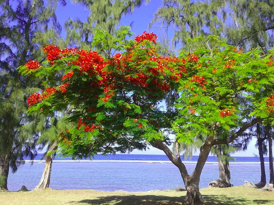 Flamboyant de la reunion