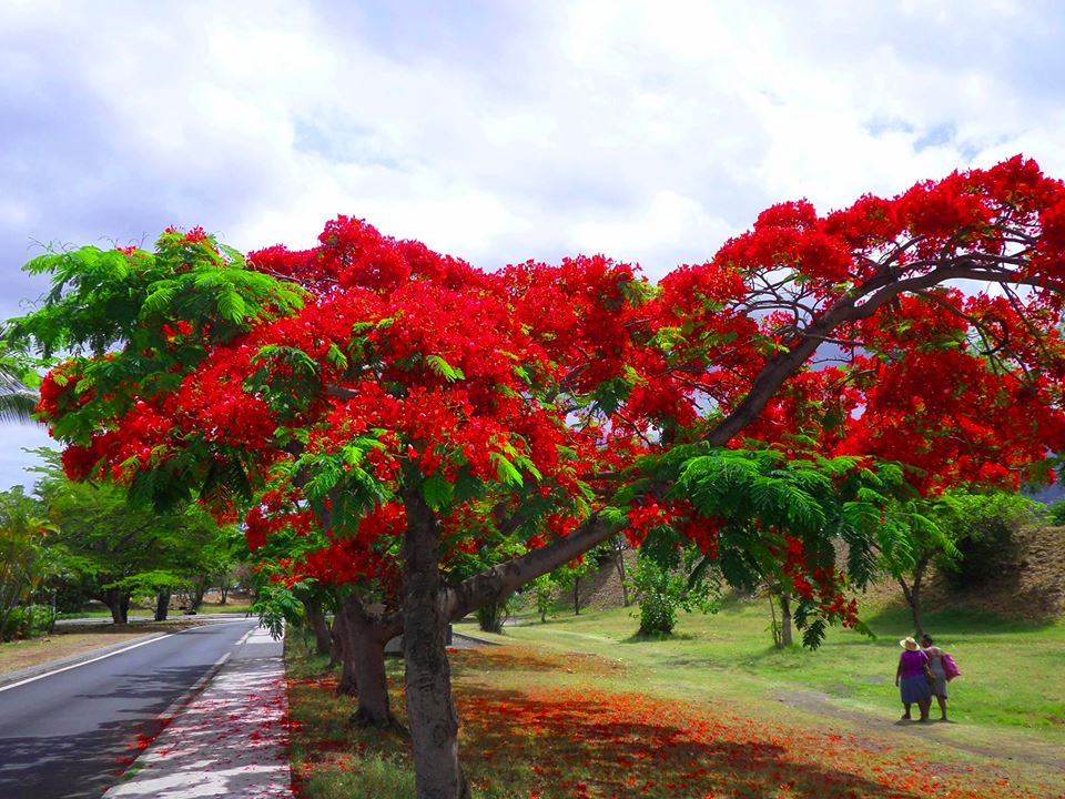 Magnifique flamboyant de la reunion