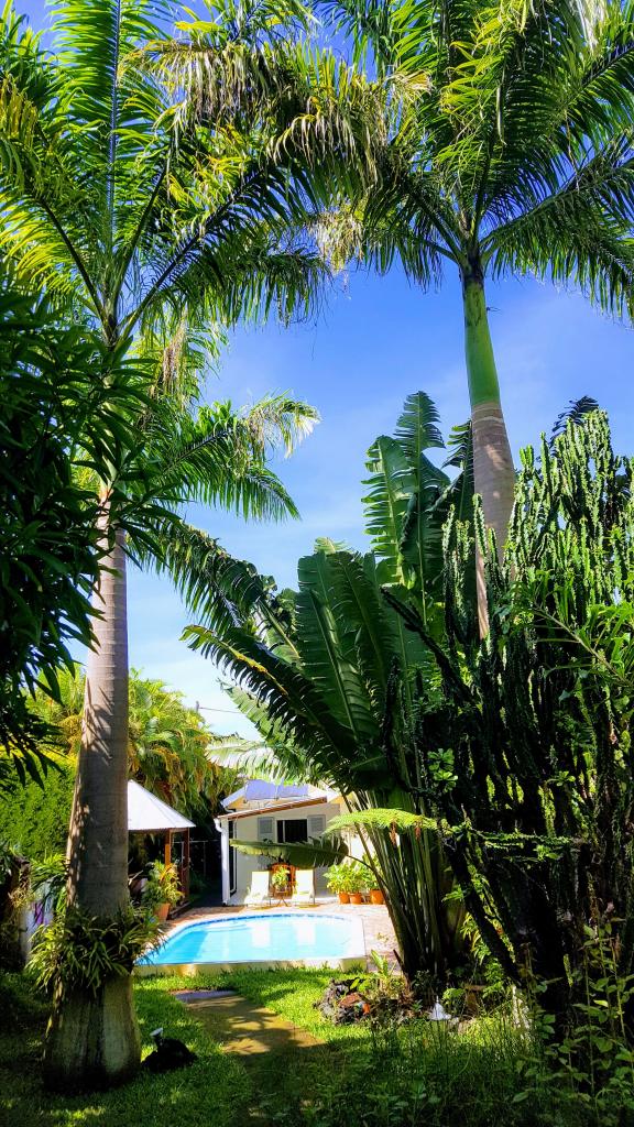 deux majestueux palmiers royaux 