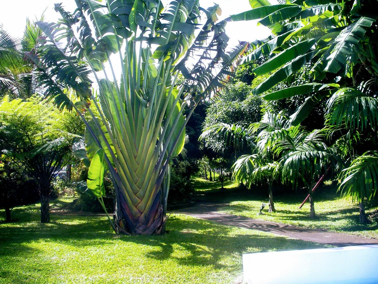 un des multiples arbres du voyageur du jardin