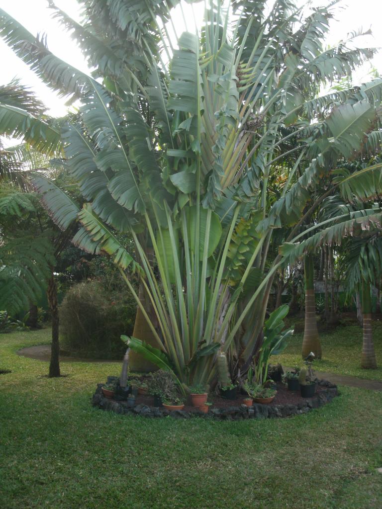 bas de l'arbre du voyageur, transformé en coin cactus