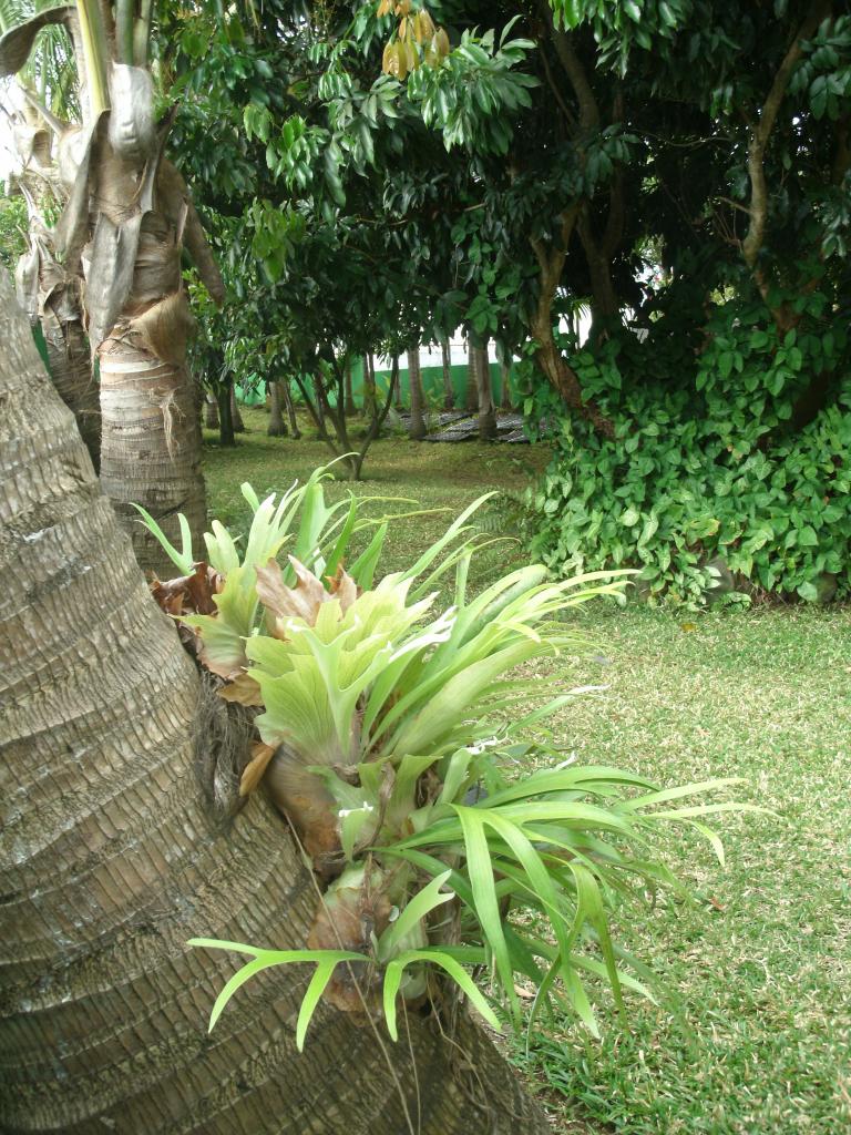 les cornes de cerf du jardin, plante ornementale