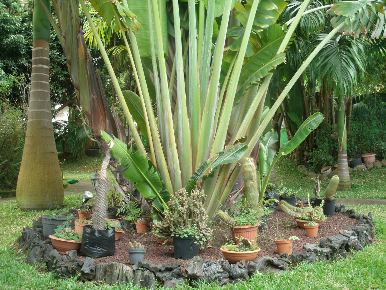 cactus au pied de l'arbre du voyageur