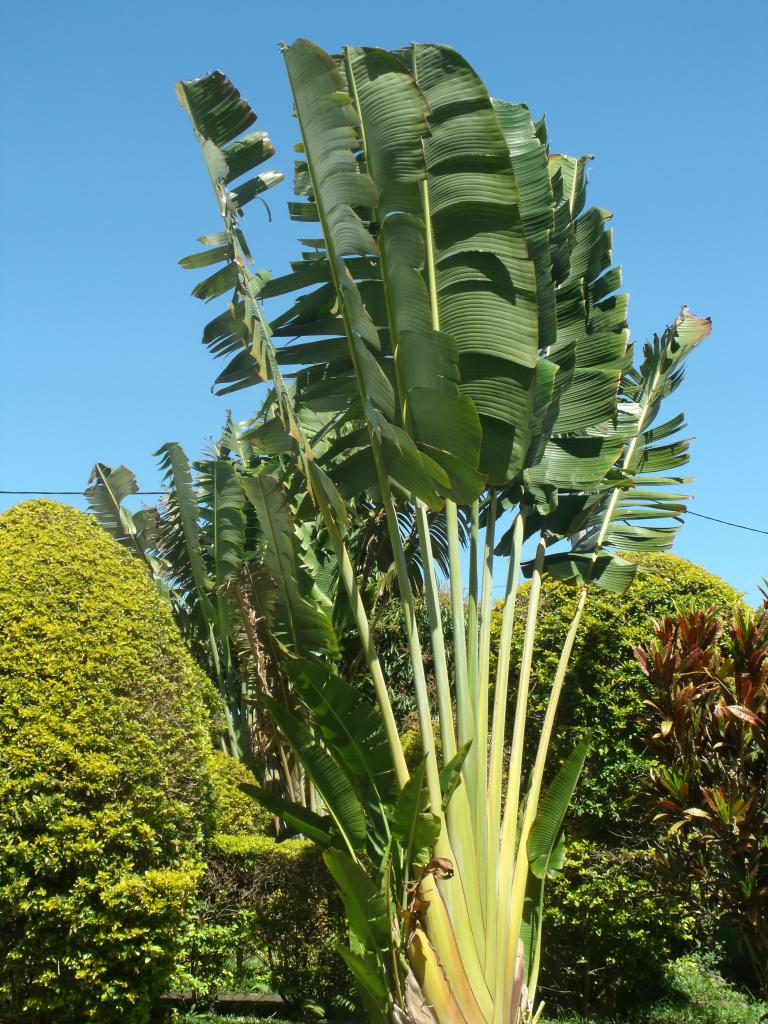 2ème arbre du voyageur sur le ciel bleu de la reunion