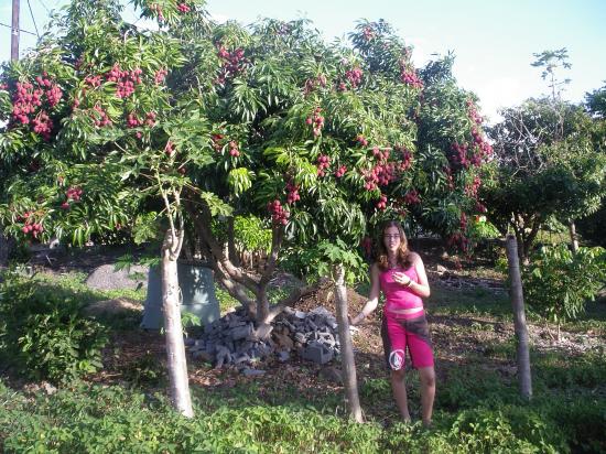 photos de la location : dégustation de letchis au pied de l'arbre