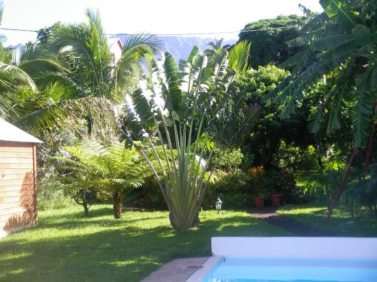 piscine et arbre du voyageur