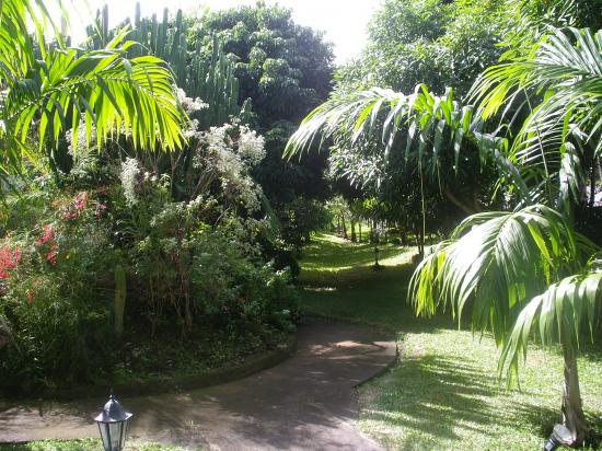 jardin de la location, petit bout de forêt tropicale