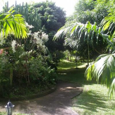jardin de la location, petit bout de forêt tropicale