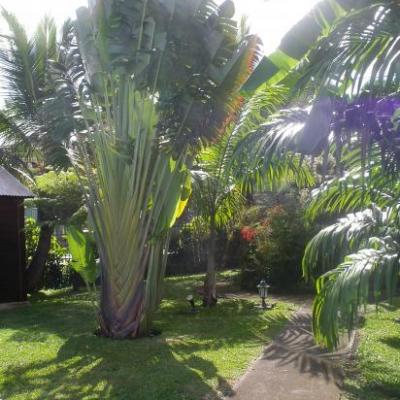 toujours et encore l'arbre du voyageur