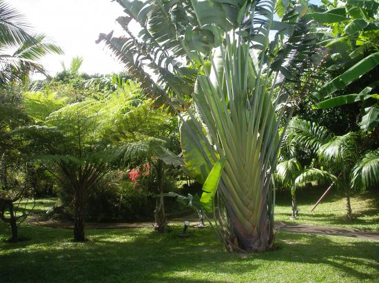 l'arbre du voyageur