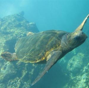 Caretta 1