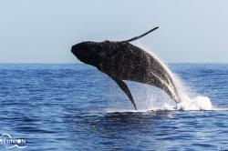 Saut de baleine